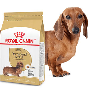 Free Royal Canin Dachshund Chatterbox Kit