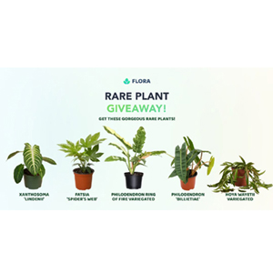 Free Flora Spring Rare Plant