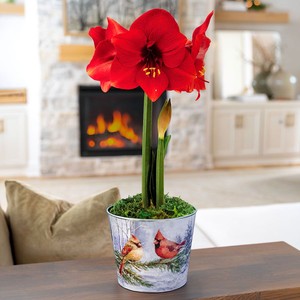 Jackson & Perkins Sweet Memories red amaryllis gift in a cardinal planter