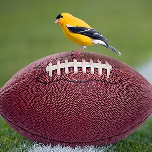 Kaytee Ultimate Fan Sweepstakes goldfinch on a football